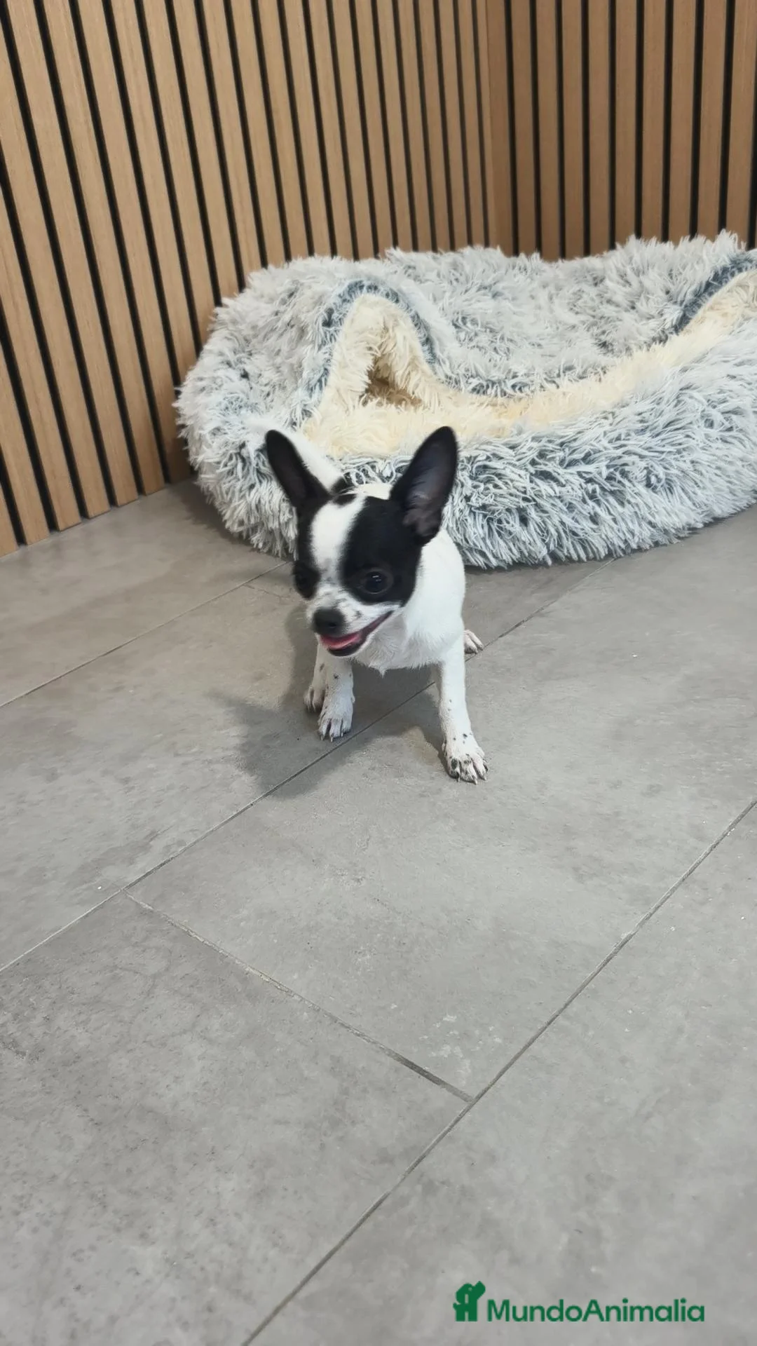 Chihuahua perros en venta: Chihuahua hembra preciosa  - Anuncio 2