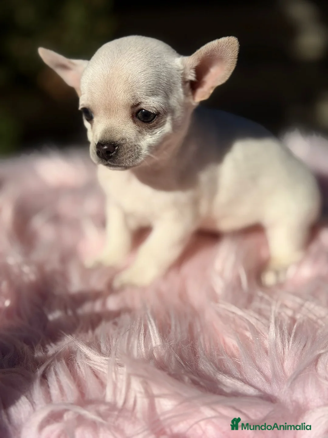 Chihuahua perros en venta: Chihuahua Blanca - Anuncio 6