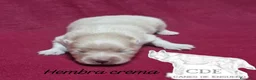 Pomerania perros en venta: Pomeranias hembras - Anuncio 4