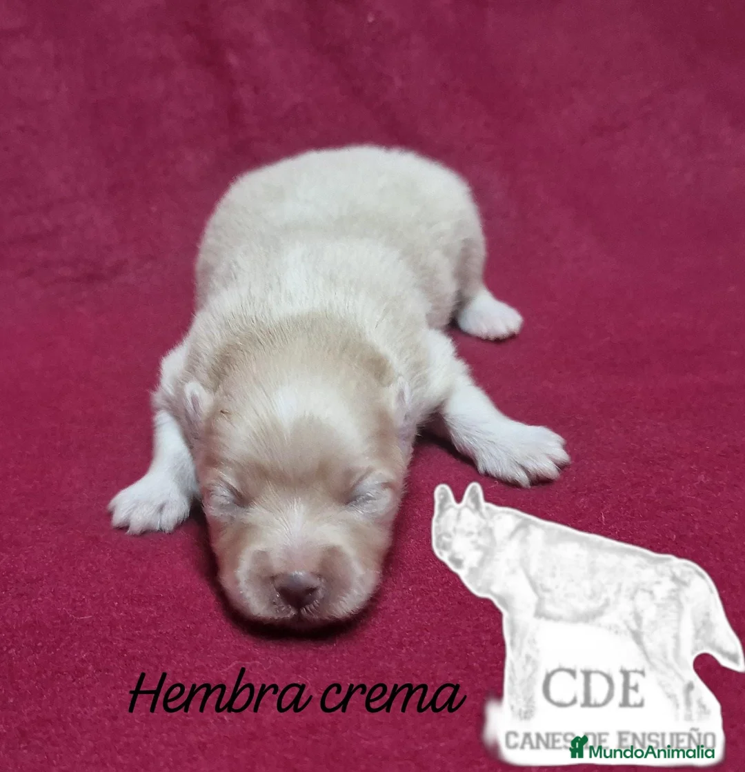 Pomerania perros en venta: Pomeranias hembras - Anuncio 4