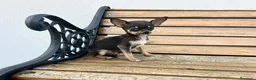 Chihuahua perros en venta: Chihuahua miniatura  - Anuncio 2