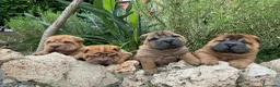Shar Pei perros en venta: BEBES SHAR PEI en Málaga - Anuncio 9