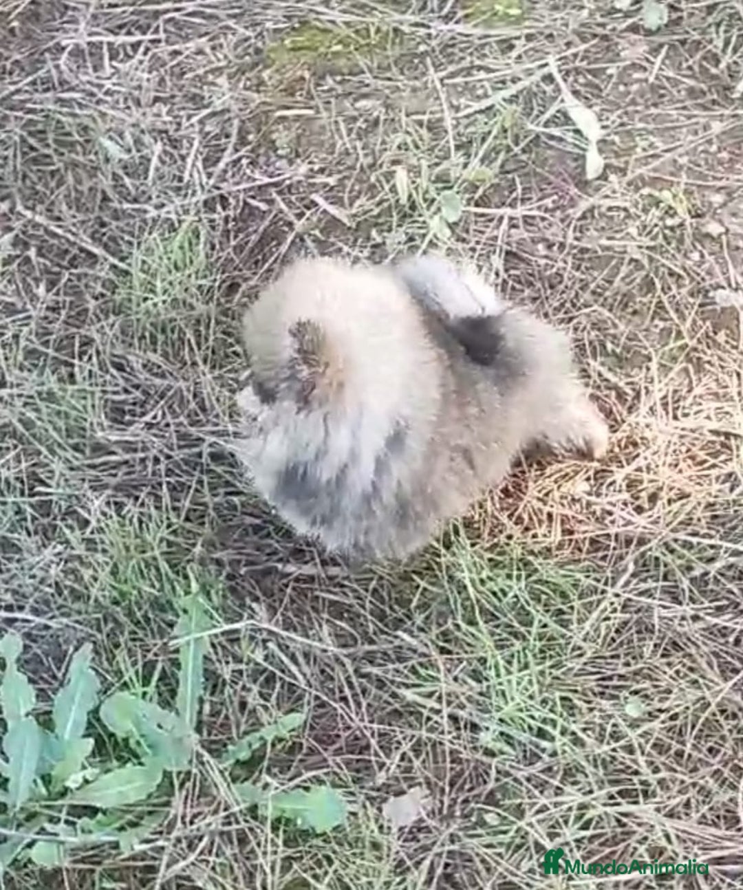 Pomerania perros en venta: POMERANIA EN MINIATURA - Anuncio 2