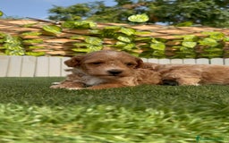 Caniche Toy perros en venta: CANICHE TOY MACHO - Imagen 16