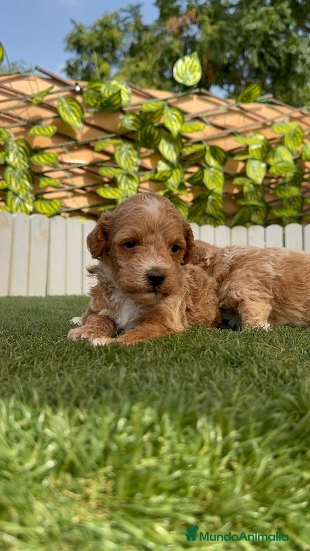 Caniche Toy perros en venta: CANICHE TOY MACHO - Imagen 16
