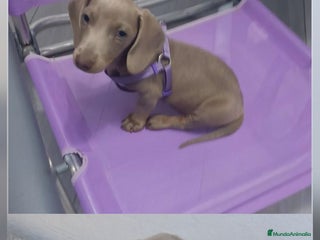 Teckel perros Teckel Mini - Anuncio 5