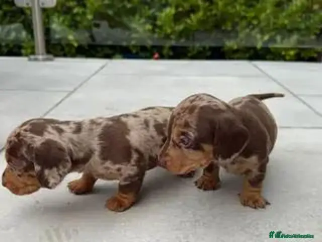 Teckel Miniatura perros TECKEL EN CATALUÑA - Anuncio 30