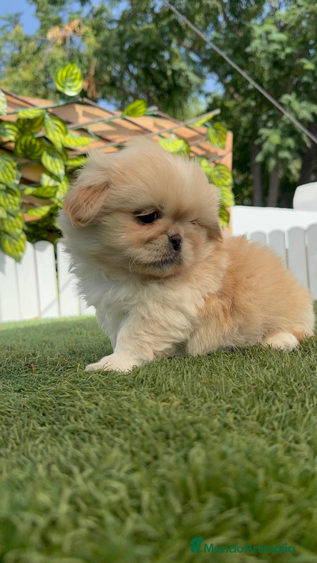 Pekinés perros en venta: PEKINES IMPERIAL HEMBRA - Imagen 11