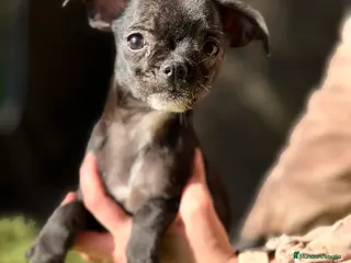 Chihuahua perros Chihuahua negrito - Anuncio 7
