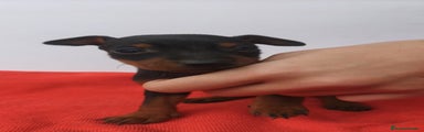 Pinscher Miniatura Cachorro 1