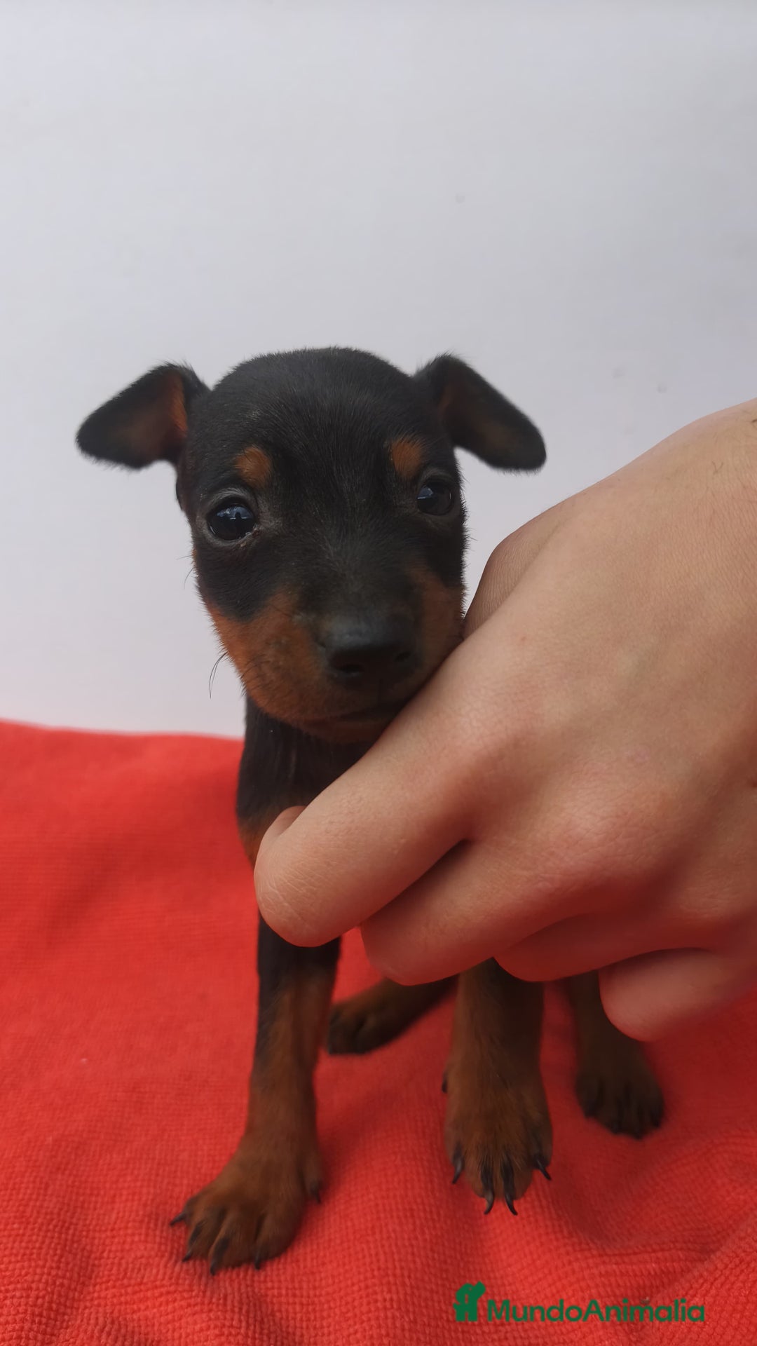 Pinscher Miniatura perros en venta: Mini pincher - Anuncio 2