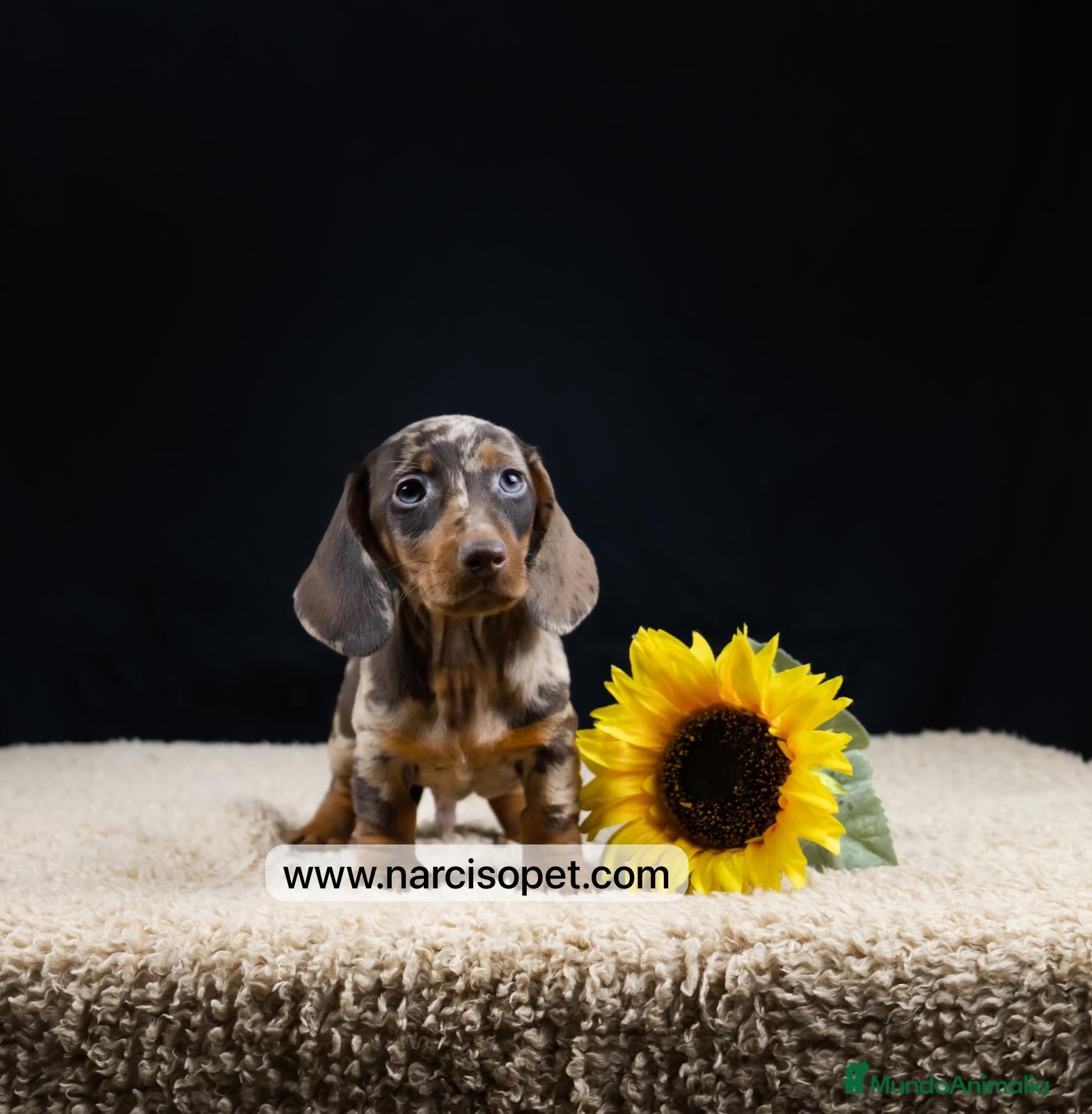 Teckel Miniatura perros TECKEL ARLEQUIN MACHO - Anuncio 27