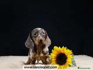 Teckel Miniatura perros TECKEL ARLEQUIN MACHO - Anuncio 7