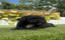 Perro de Agua Español perros en venta: PERRO DE AGUA ESPAÑOL - Imagen 18