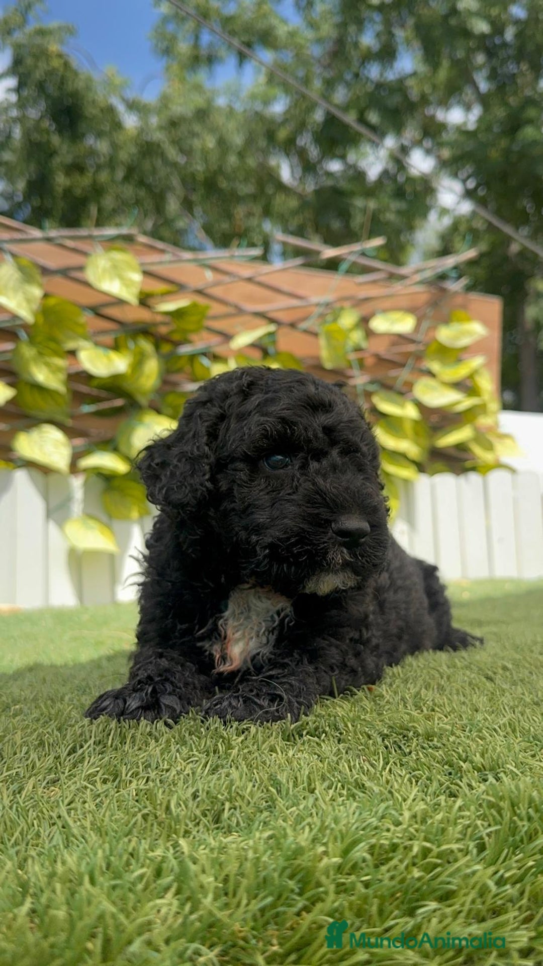 Perro de Agua Español perros en venta: PERRO DE AGUA ESPAÑOL - Imagen 18