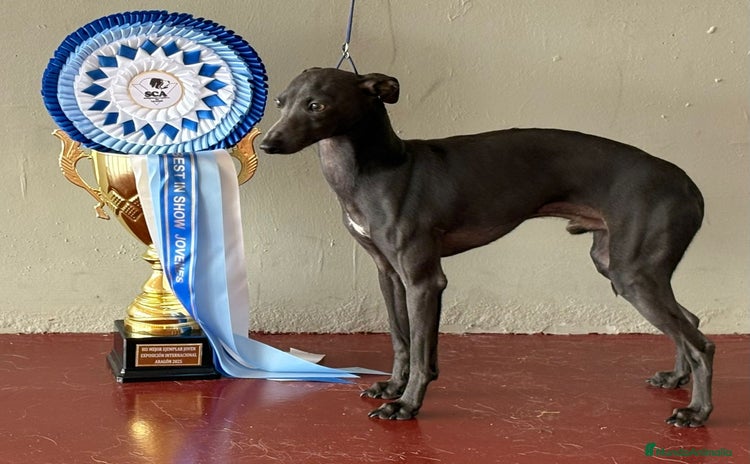 Pequeño Lebrel Italiano perros - Propaganda 1