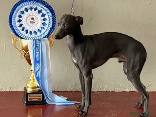 Pequeño Lebrel Italiano perros - Anuncio 8