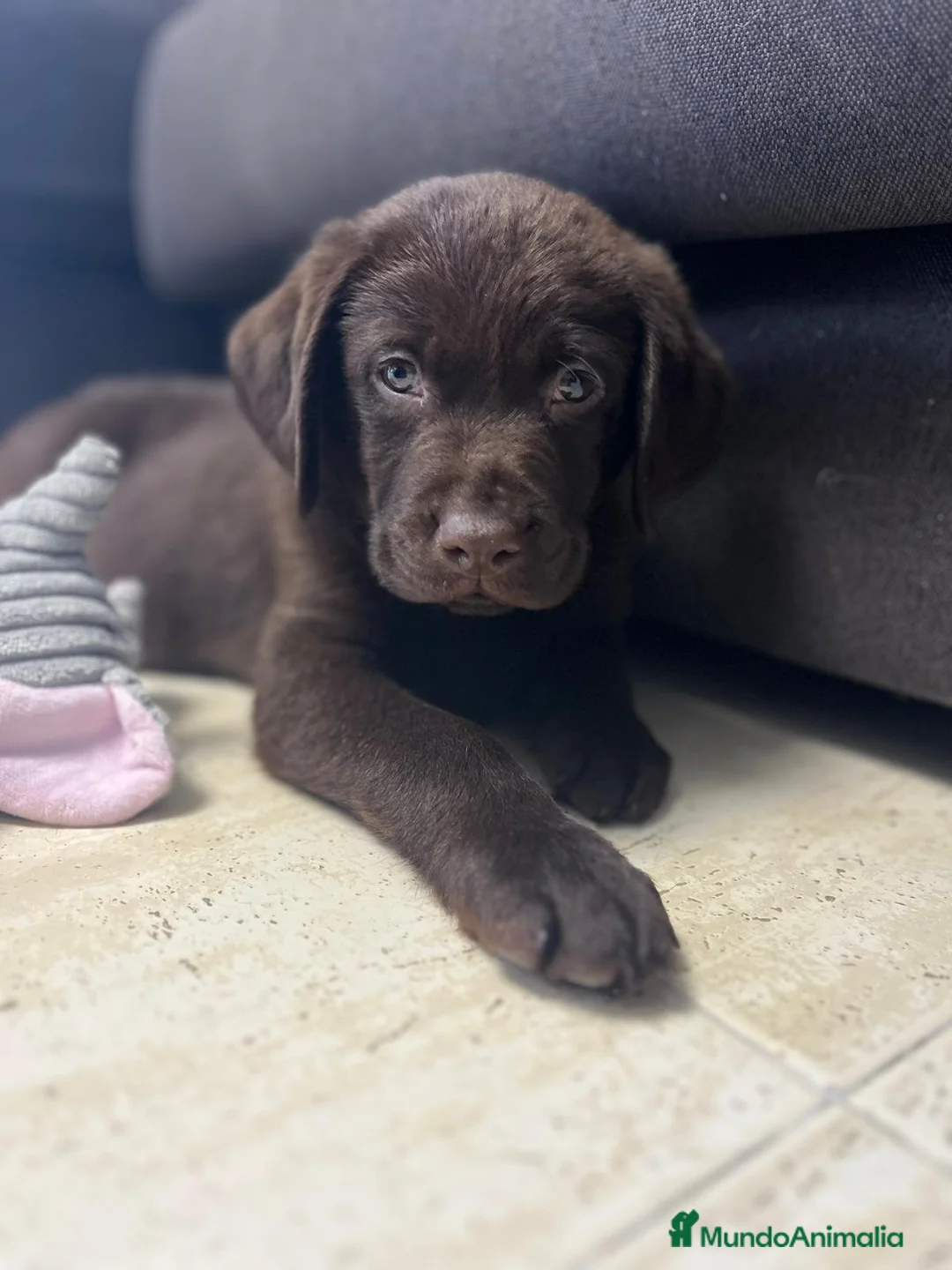 Labrador Retriever perros en venta: VENTA CAMADA LABRADOR RETRIEVER en Zaragoza - Anuncio 4