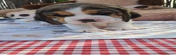 Beagle perros en venta: Bebés Beagles  - Anuncio 4