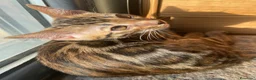 Bengalí gatos en venta: Hembra Bengalí Brown Spotted Tabby - Anuncio 14