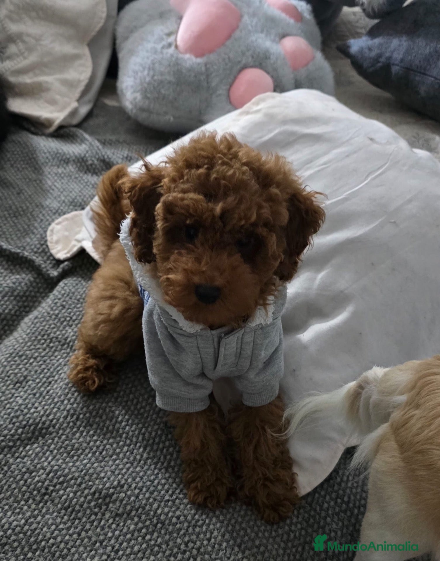 Caniche Toy perros en venta: Caniche - Anuncio 1
