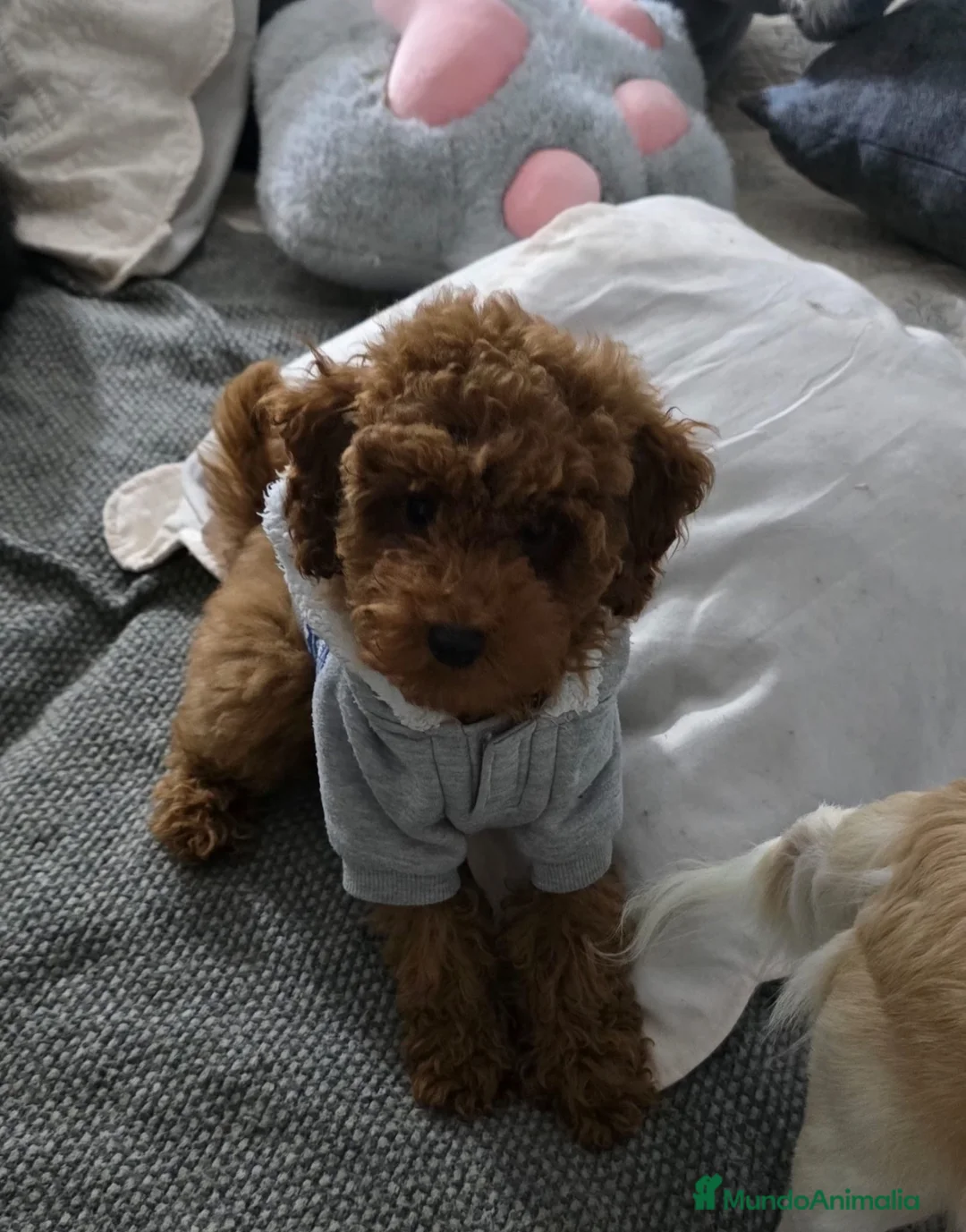 Caniche Toy perros en venta: Caniche - Anuncio 1