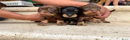 Teckel perros en venta: Teckel pelo duro  - Anuncio 1