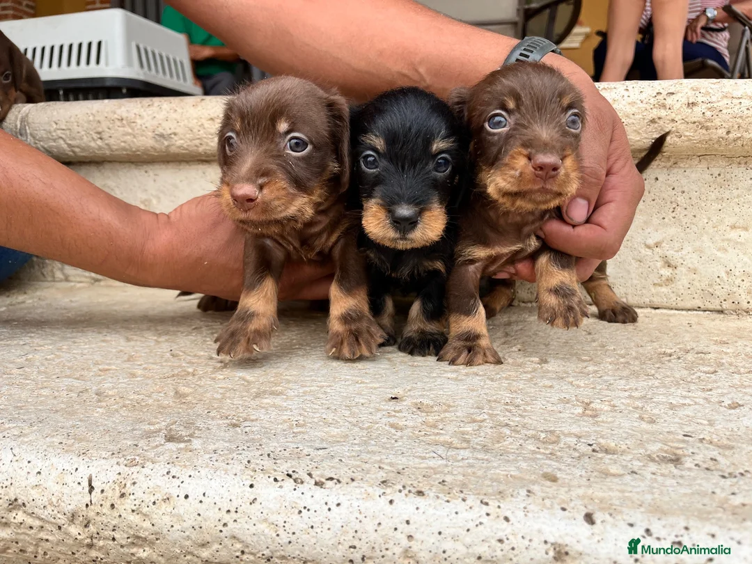 Teckel perros en venta: Teckel pelo duro  - Anuncio 1