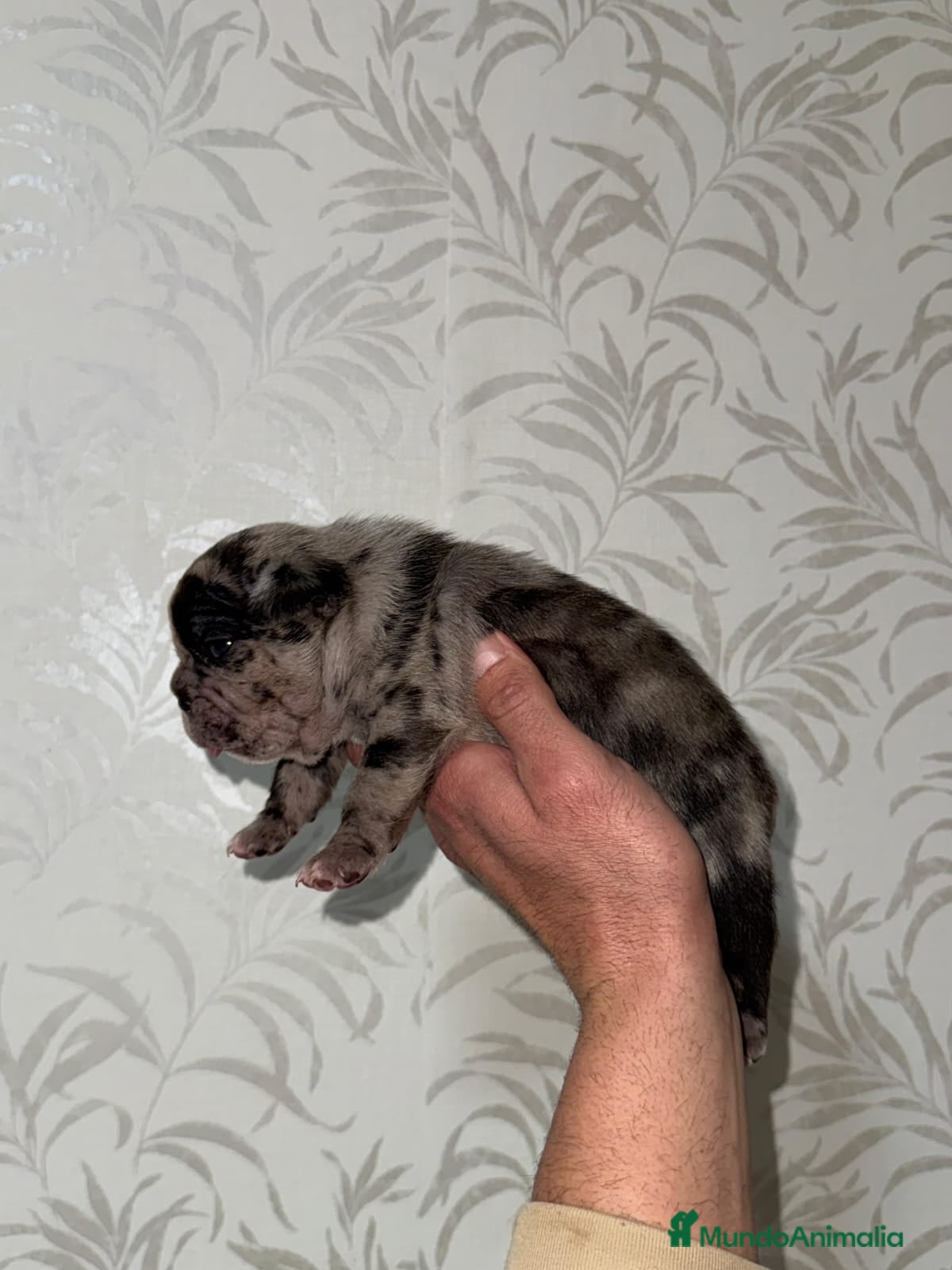 Bulldog Francés perros Bulldog francés inigualable morfología  - Anuncio 2