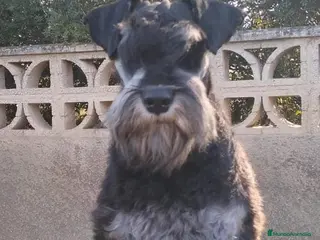 Schnauzer Miniatura perros Schnauzer miniatura negro y plata - Anuncio 1