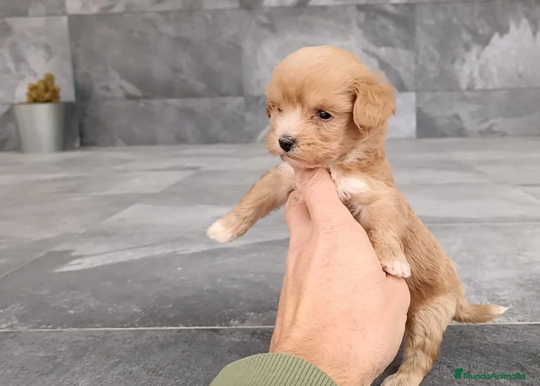 Maltipoo perros en venta: Maltipoo  - Anuncio 5