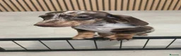 Teckel Miniatura perros en venta: Teckel Mini Arlequín macho  - Anuncio 10