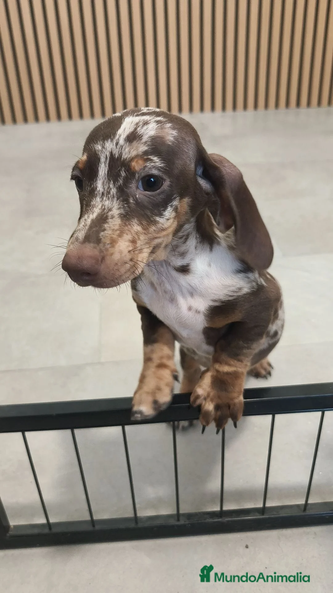 Teckel Miniatura perros en venta: Teckel Mini Arlequín macho  - Anuncio 10
