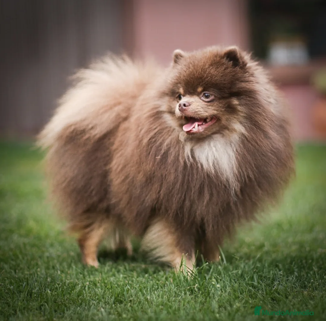 Pomerania perros para monta: 💜✨ Precioso Lilac&tan para montas ✨💜 - Anuncio 1