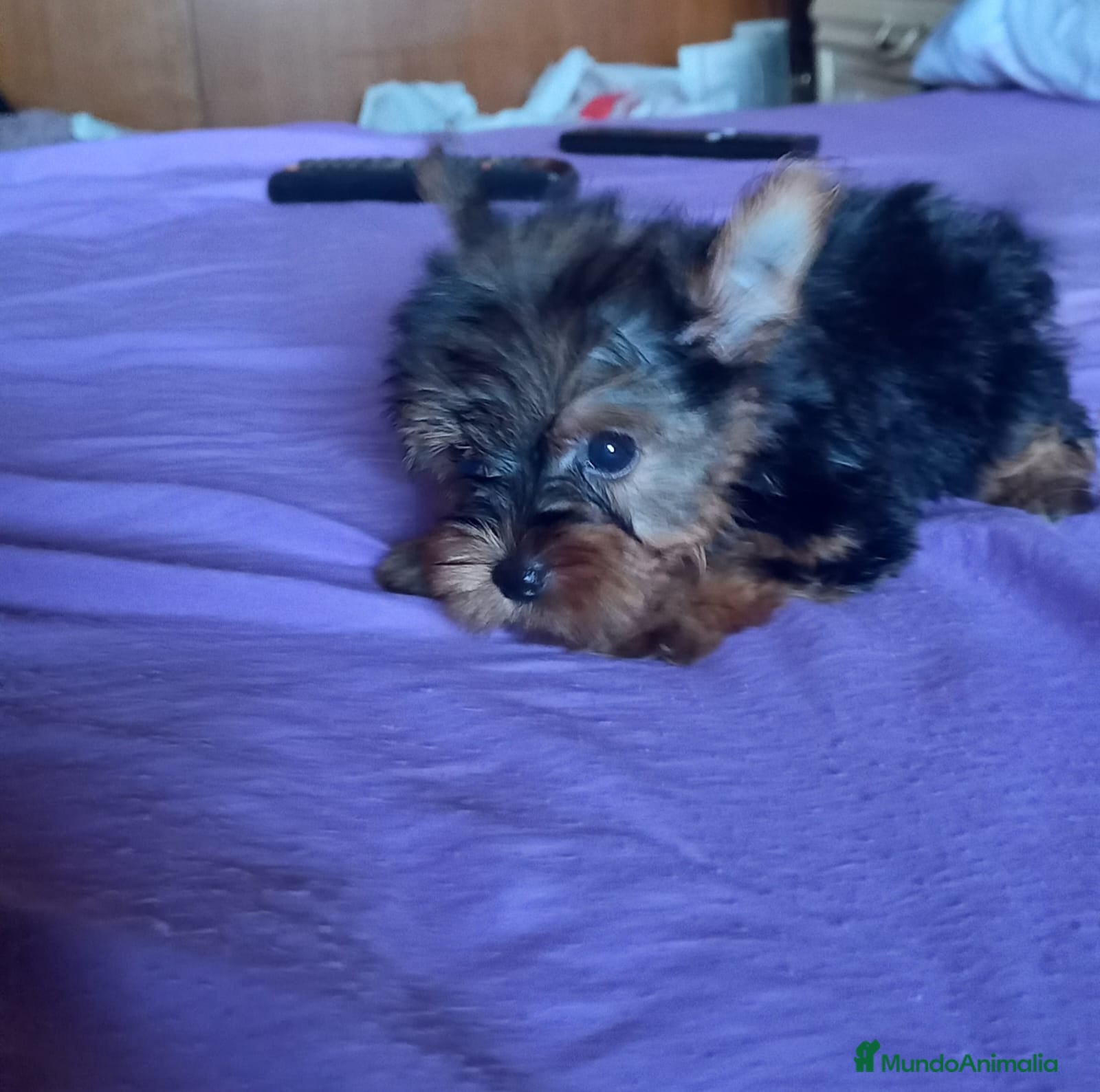 Yorkshire Terrier perros YORKSHIRES TOYS EXCLUSIVOS - Anuncio 1