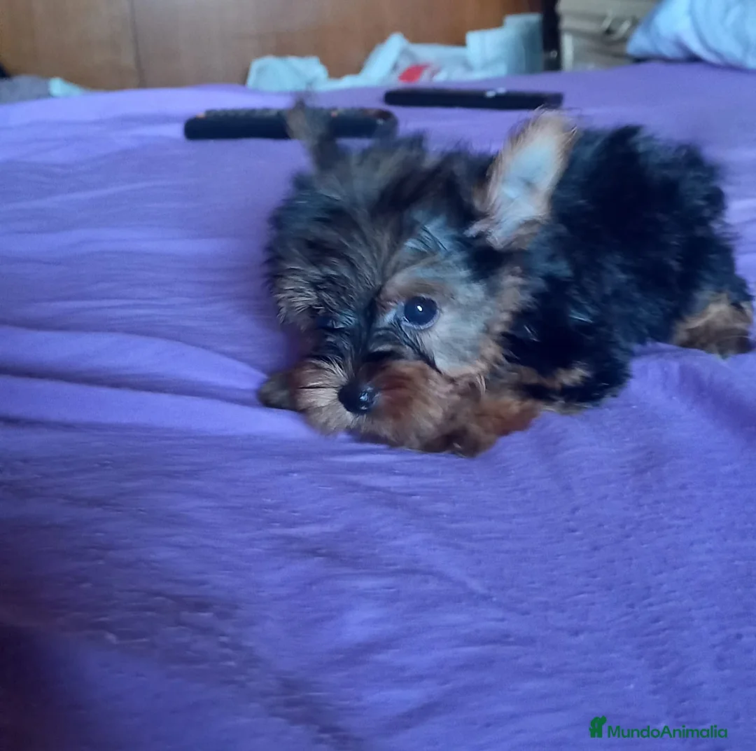 Yorkshire Terrier perros en venta: YORKSHIRES TOYS EXCLUSIVOS - Anuncio 1