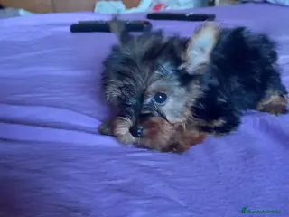 Yorkshire Terrier perros YORKSHIRES TOYS EXCLUSIVOS - Anuncio 1