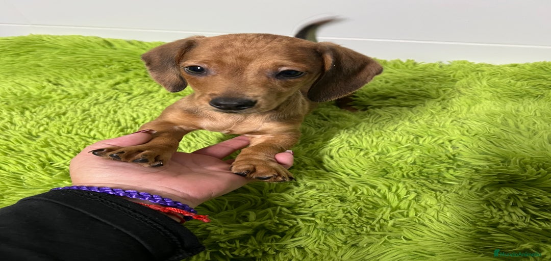 Imagen de galería {{count}}