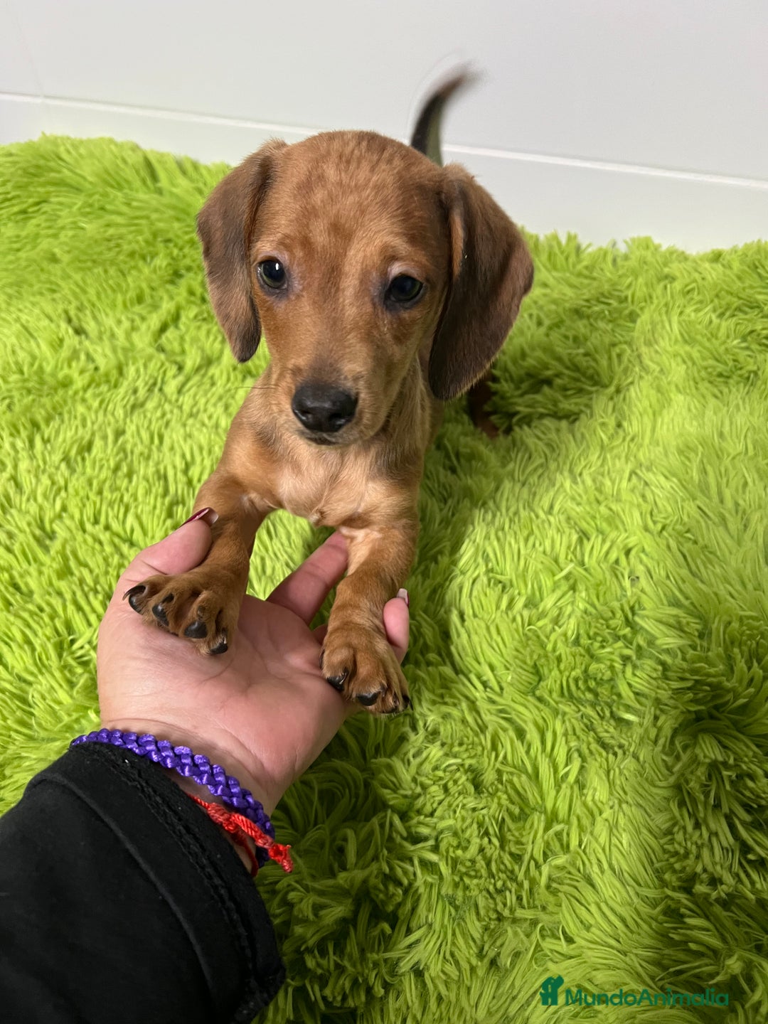 Imagen de galería {{count}}