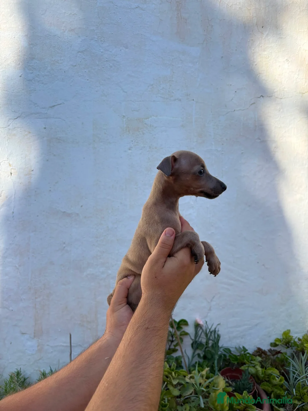 Pequeño Lebrel Italiano perros en venta: Cachorros de Lebrel Italiano  - Anuncio 1