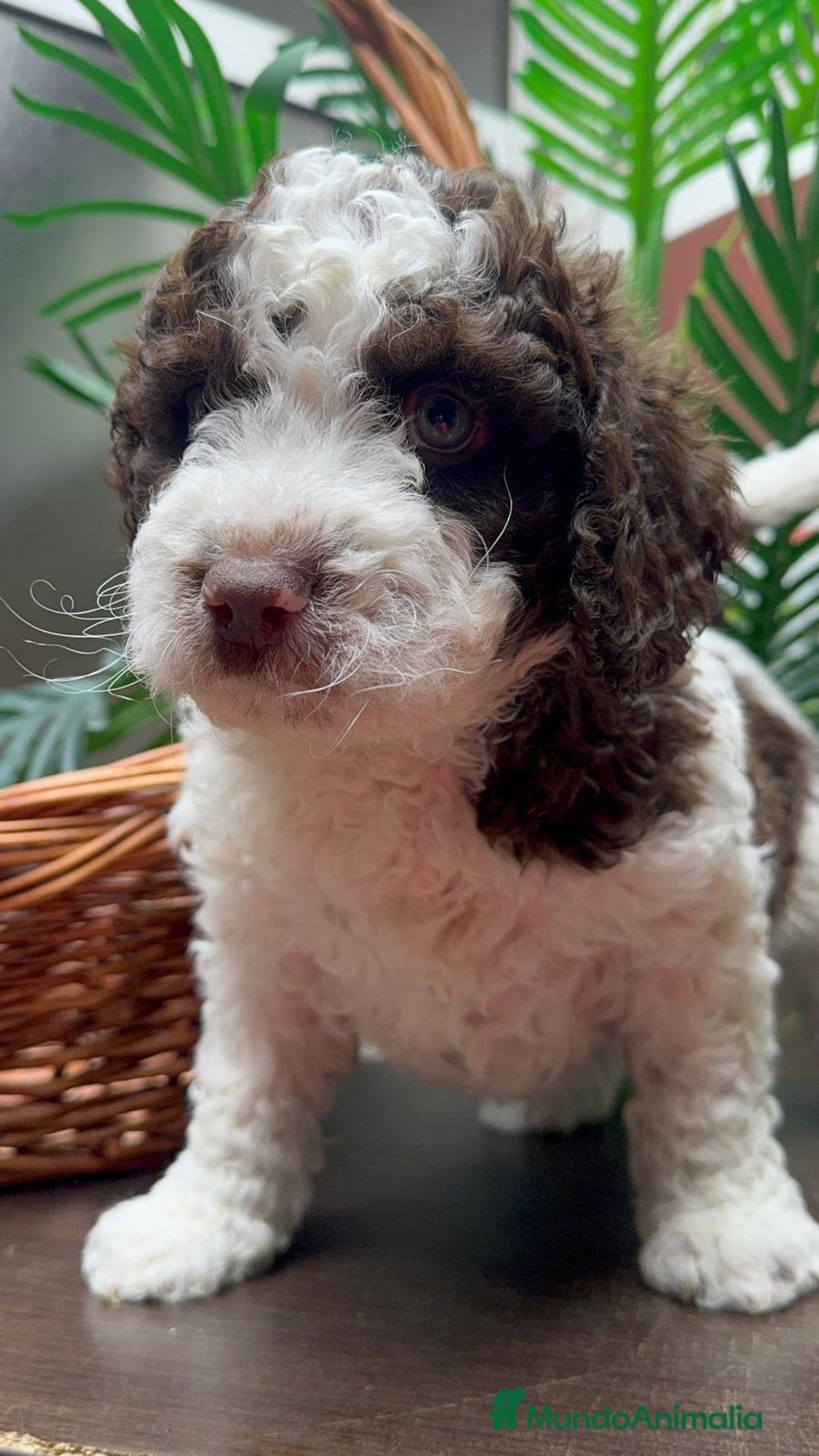 Perro de Agua Español perros en venta: PERRO DE AGUA ESPAÑOL - Anuncio 3