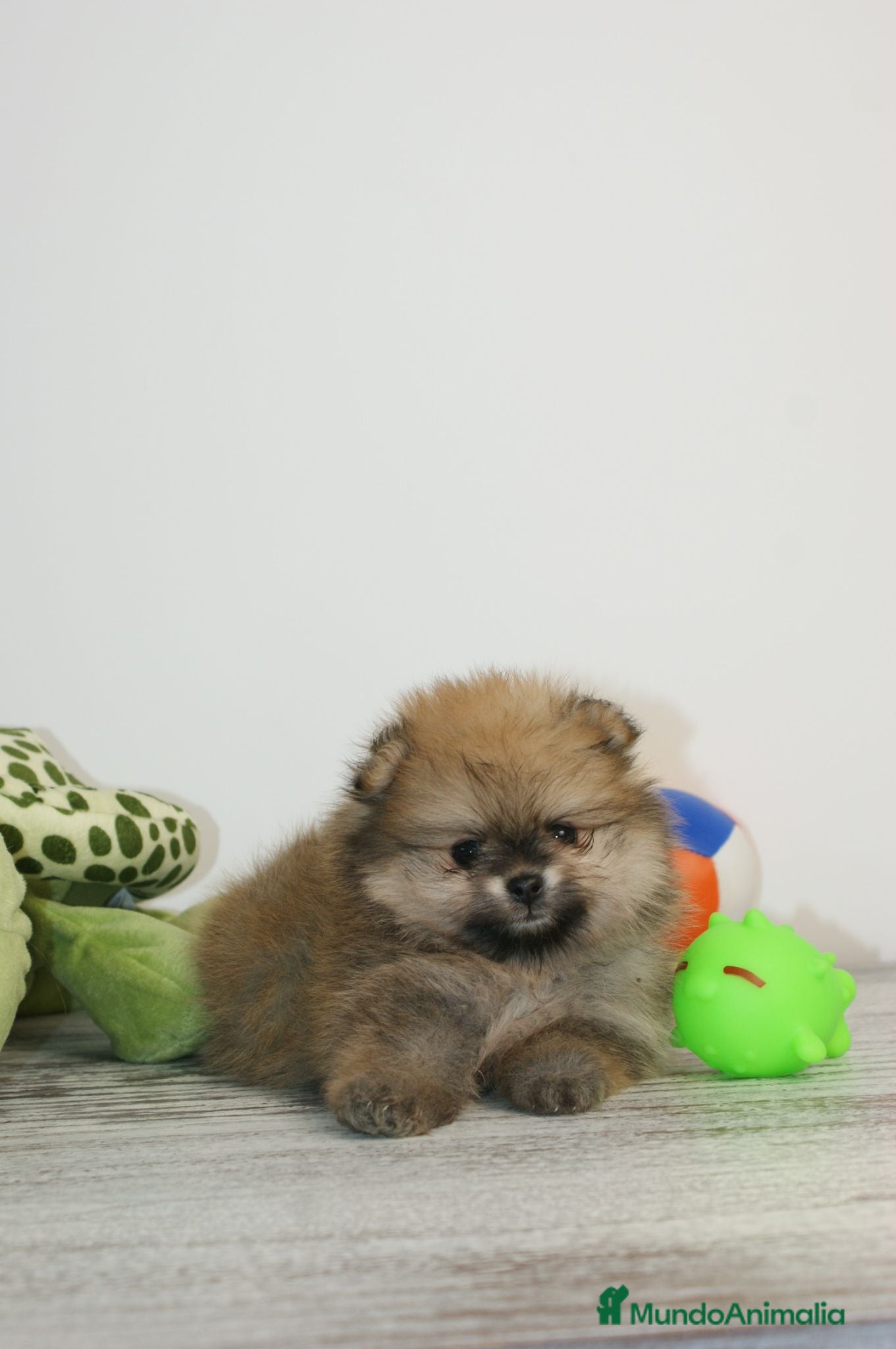 Pomerania perros CACHORROS DE POMERANIA - Anuncio 2