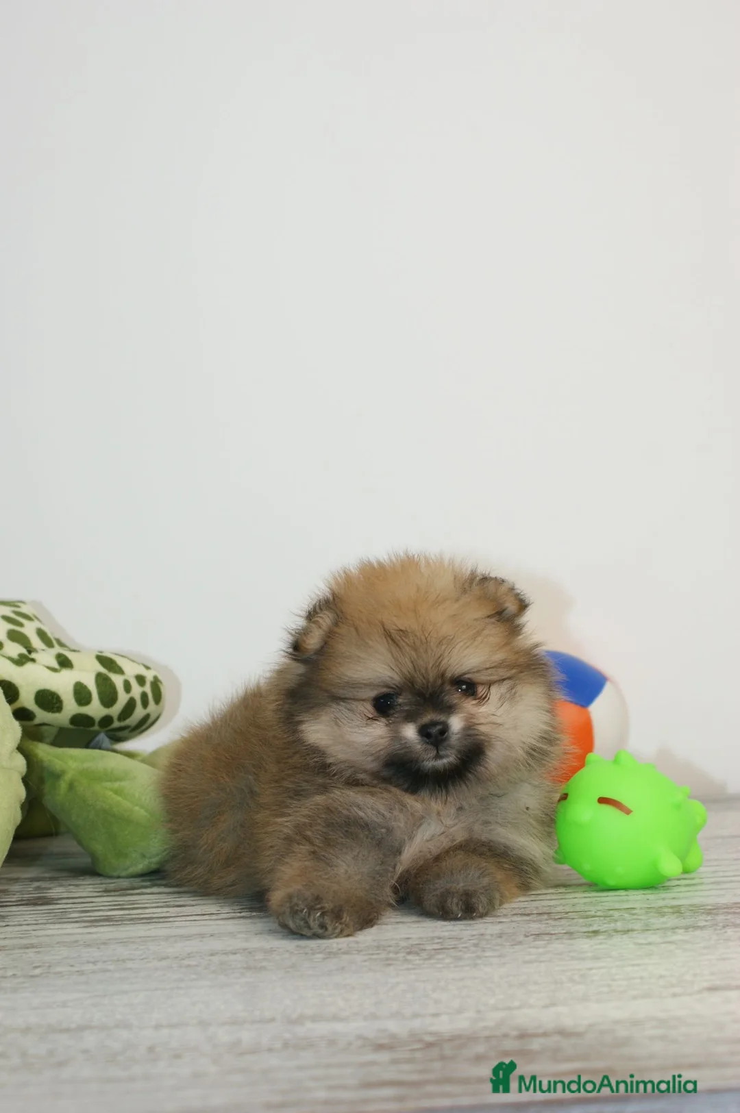 Pomerania perros en venta: CACHORROS DE POMERANIA - Anuncio 1