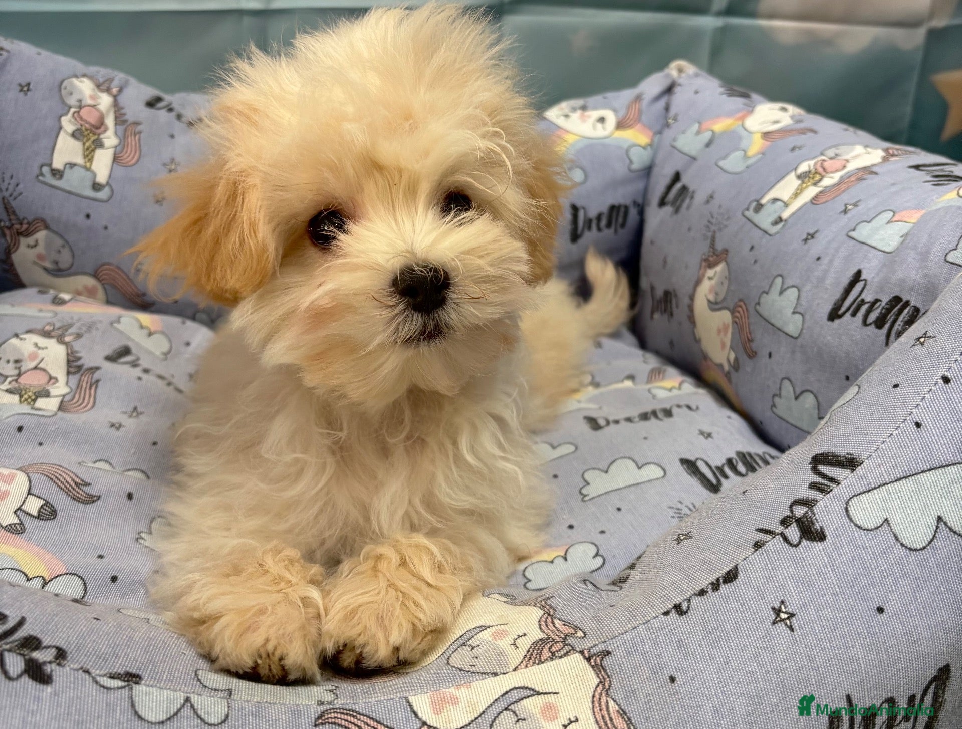 Maltipoo perros Maltipoo Toy Listo para entregar!!! - Anuncio 2