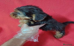 Yorkshire Terrier perros en venta: Yorkshire Mini  - Anuncio 3