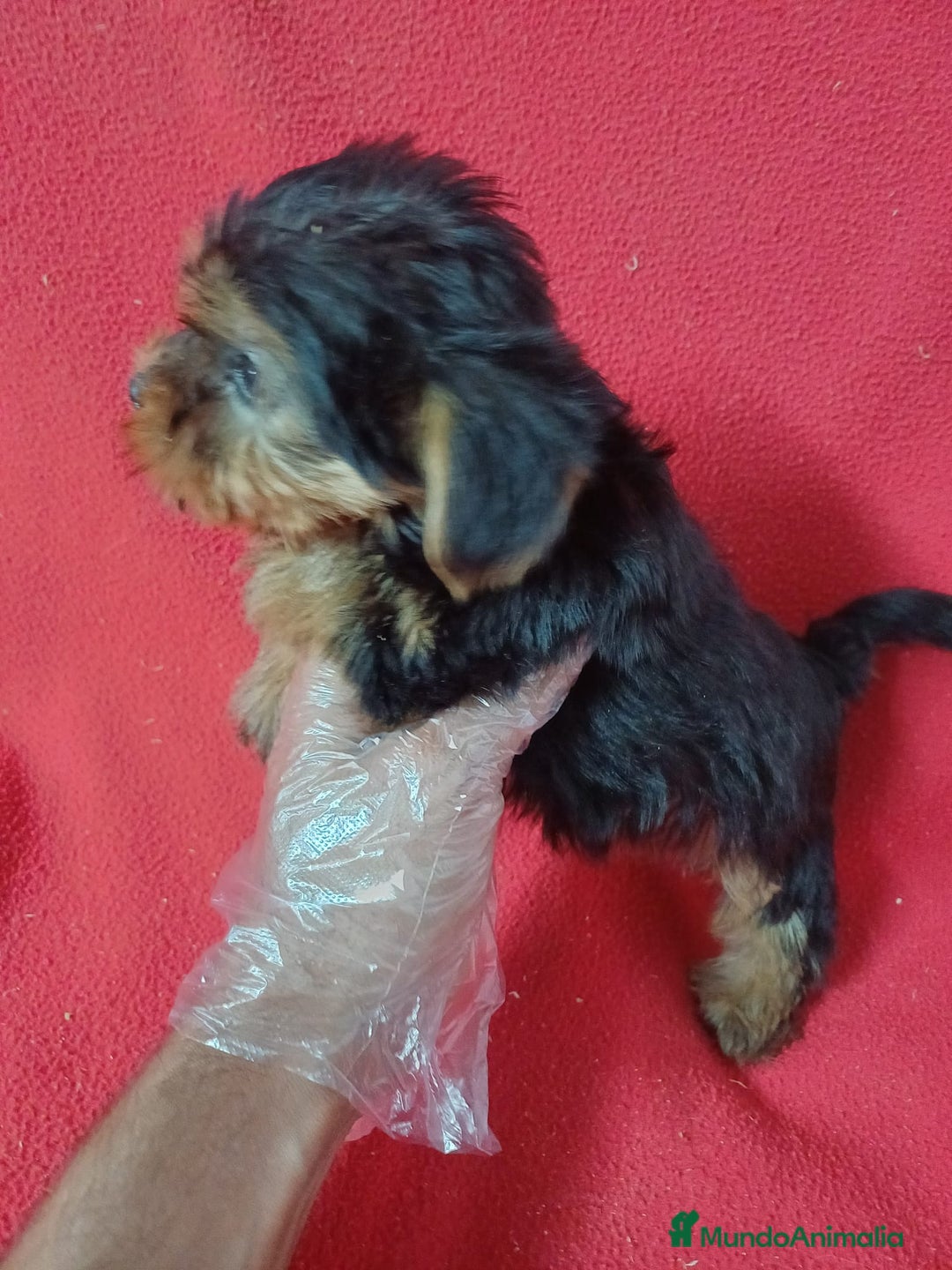 Yorkshire Terrier perros en venta: Yorkshire Mini  - Anuncio 3