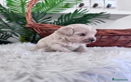 Maltipoo perros en venta: MALTIPOO MACHO - Imagen 4