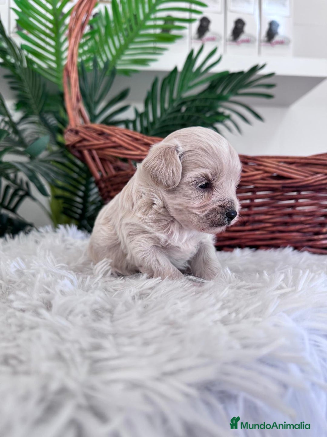 Maltipoo perros en venta: MALTIPOO MACHO - Imagen 4
