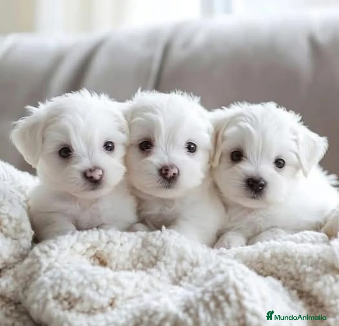 Bichón Maltés perros en venta: Bichón Maltés  - Anuncio 1