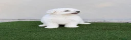 Bichón Maltés perros en venta: ¡¡¡ÚLTIMO BICHON MALTÉS DISPONIBLE!!!🐶🐾 - Anuncio 2